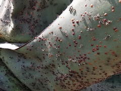 Liometopum apiculatum