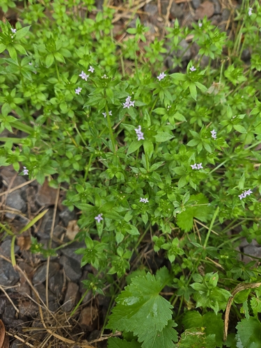 Galium, 2026-07-24