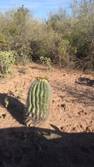 Ferocactus herrerae