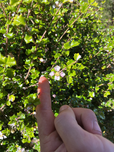 Malpighia coccigera observed 2026-07-25
