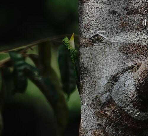Draco cornutus