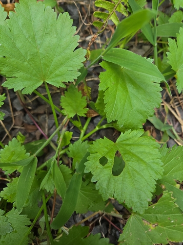Modiola caroliniana observed 2026-07-24