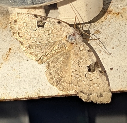 Green Leuconycta Moth (Leuconycta diphteroides)