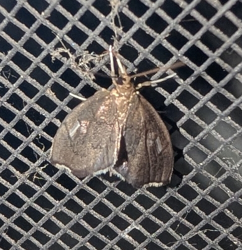 Titian Peale's Moth (Perispasta caeculalis)
