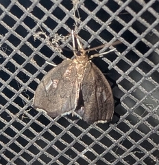 (c) Tom Auer, some rights reserved (CC BY-NC-SA) Titian Peale's Moth (Perispasta caeculalis)