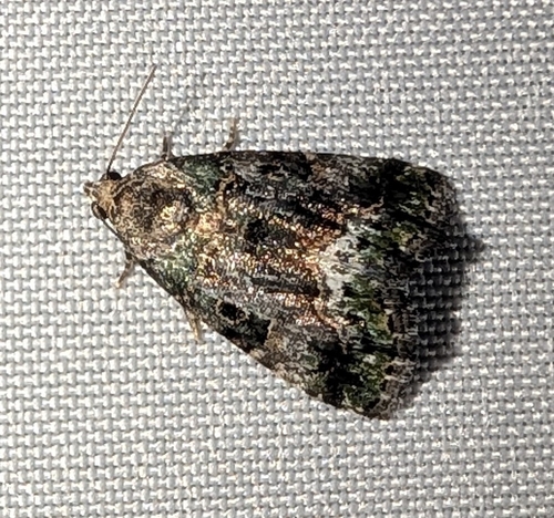 Small Mossy Glyph (Lithacodia musta)