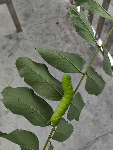 Clanis bilineata
