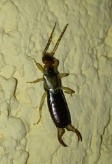 Forficula lurida