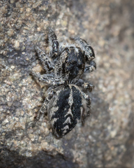 Pellenes peninsularis