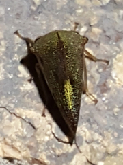 Telamona monticola