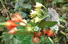 Macleania pentaptera