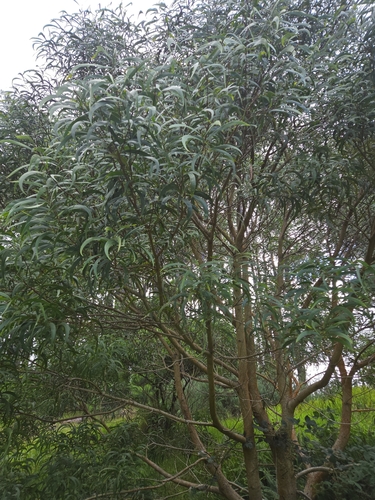 Acacia koa observed 2026-07-24