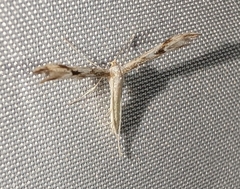 (c) Tom Auer, some rights reserved (CC BY-NC-SA) Mountain Plume Moth (Adaina montanus)