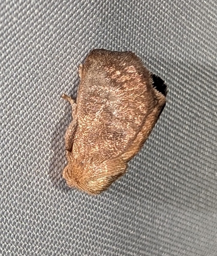 Crowned Slug Moth (Isa textula)