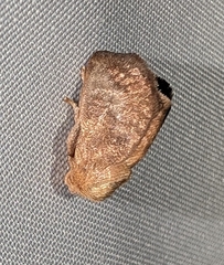 (c) Tom Auer, some rights reserved (CC BY-NC-SA) Crowned Slug Moth (Isa textula)