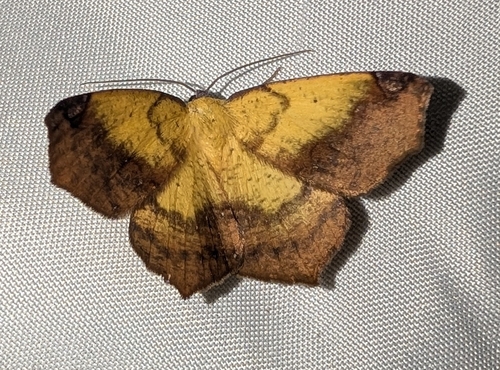 Variable Antepione Moth (Antepione thisoaria)