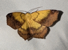 (c) Tom Auer, some rights reserved (CC BY-NC-SA) Variable Antepione Moth (Antepione thisoaria)