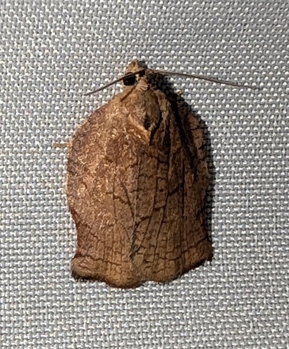 Omnivorous Leafroller (Archips purpurana)