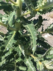 Mentzelia laevicaulis