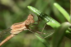 Lestes spatula