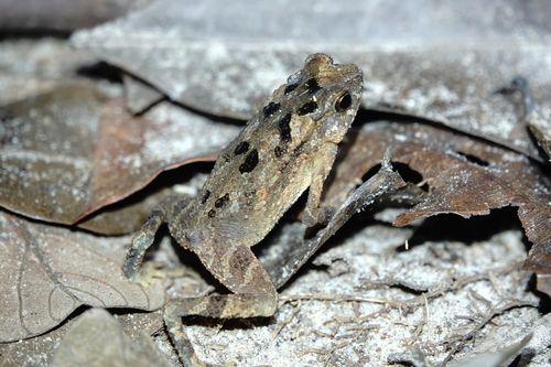 Ingerophrynus divergens