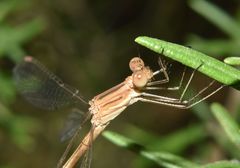 Lestes spatula