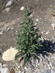 Mentzelia laevicaulis