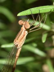 Lestes spatula