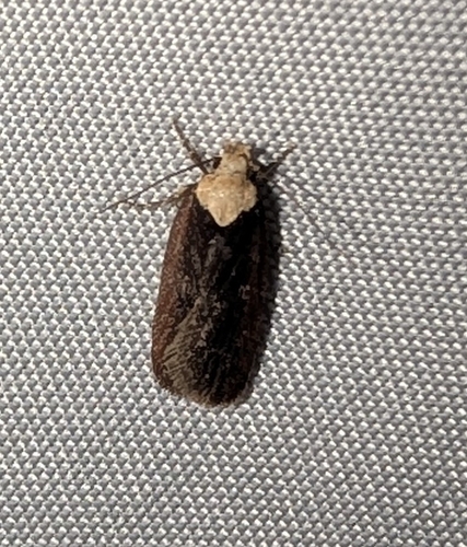 Purple Carrot-seed Moth (Depressaria depressana)
