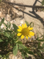 Borrichia frutescens image