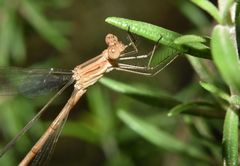 Lestes spatula