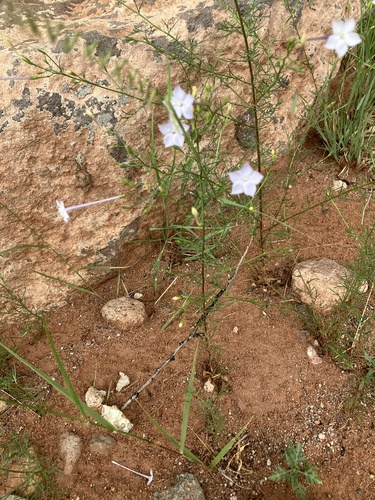 Flaxflowered Ipomopsis