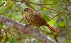 Syndactyla rufosuperciliata