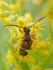 Xestoleptura