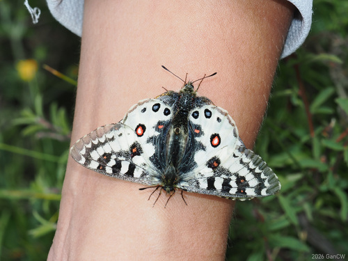Parnassius orleans