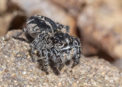 Pellenes peninsularis