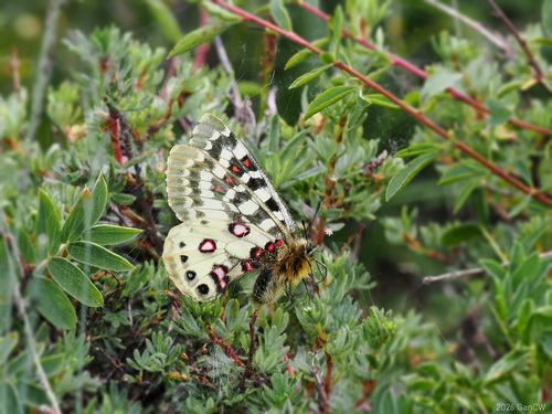 Parnassius orleans