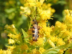 Xestoleptura