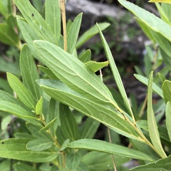 Ceanothus herbaceus, photograph (c) jonsense, some rights reserved (CC BY)