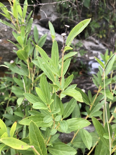 Ceanothus herbaceus, photograph 2