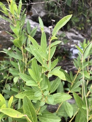 Ceanothus herbaceus, photograph (c) jonsense, some rights reserved (CC BY)