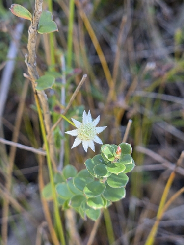 Actinotus minor observed 2026-07-19