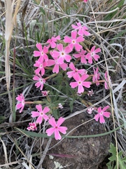 Phlox woodhousei