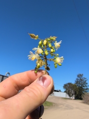 Cardiospermum grandiflorum, photograph author not stated, no rights reserved