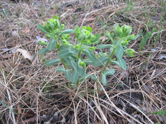 Euphorbia jenisseiensis