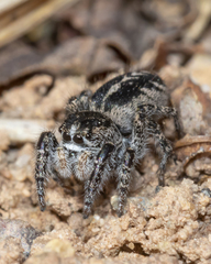 Pellenes peninsularis