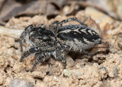 Pellenes peninsularis