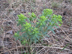 Euphorbia jenisseiensis
