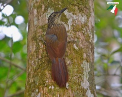 Dendrocolaptes platyrostris