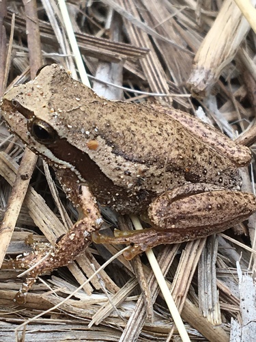 Southern Brown Tree Frog